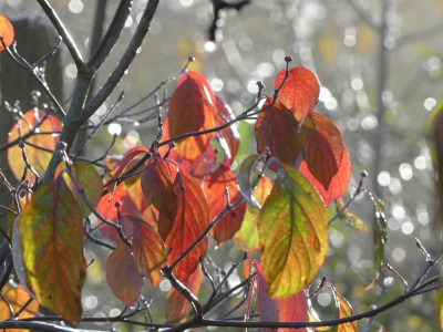 2019-11-10 Cornus florida 1.jpg