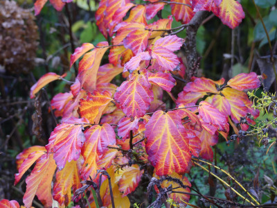 2019-11-16 Parrotia 'Felicie' 1.jpg