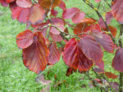 2019-11-09 Hamamelis Kenobi 1.jpg