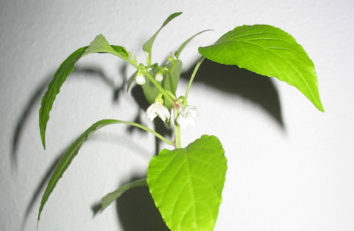 chilies_014.jpg