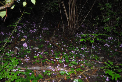 050.JPG
