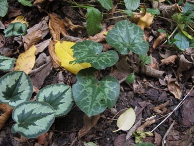 coumpurpur.img.JPG