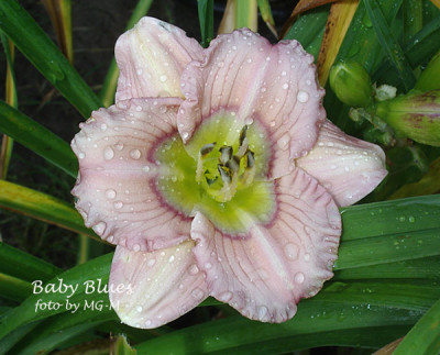 Imgp3595-BabyBlues.jpg