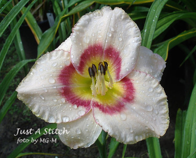Imgp3597-JustAStitch.jpg
