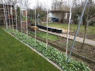 Ackerbohne Apfelhecke.jpg