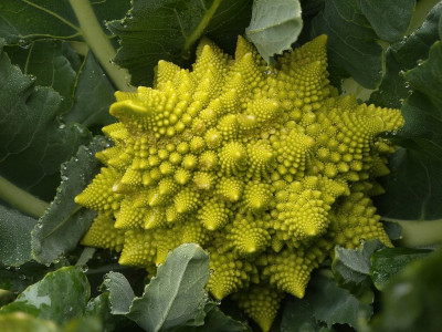 Romanesco191110.jpg
