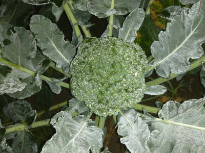 Broccoli192010.jpg