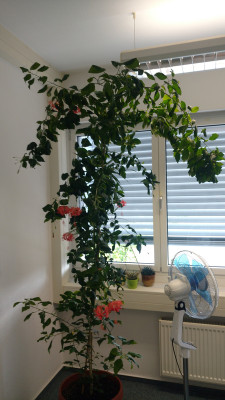 2019-09-05 Hibiscus schizopetalus.jpg