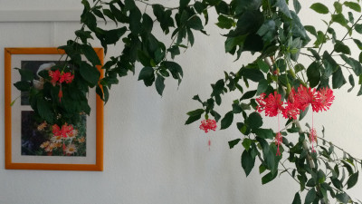 2019-06-25 Hibiscus schizopetalus.jpg