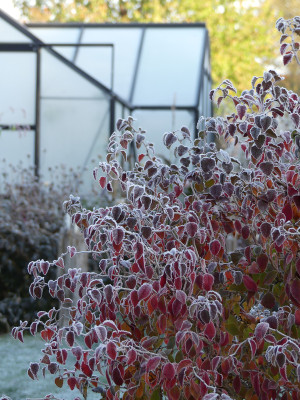 2019-10-31 Prunus incisa 'Koju-no-mai' 1.jpg