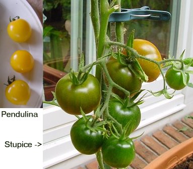 Tomaten_2007_07_06.jpg