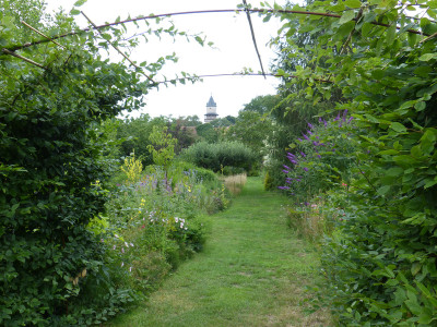 2019-07-15 Garteneinblick 7 Heckenbogen.jpg