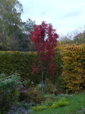 2019-10-17 Sorbus aucuparia 'Autumn Spire' 1.jpg