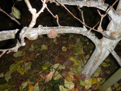 DSCN8066.JPG