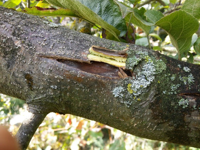 Apfel Riss seitlich.jpg