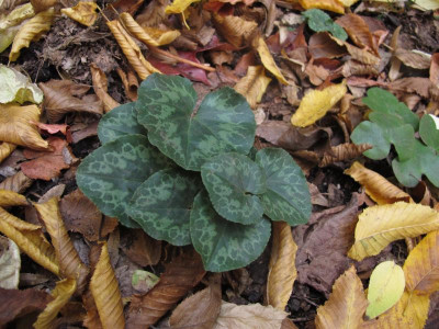 purpurnov3.img.JPG