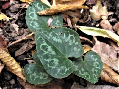 purpurnov7.img.JPG