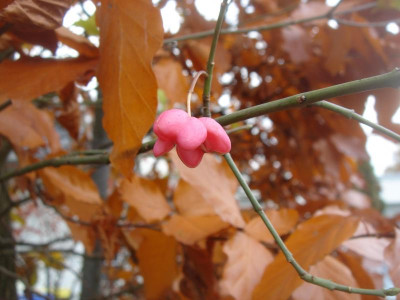 DSC07326.JPG