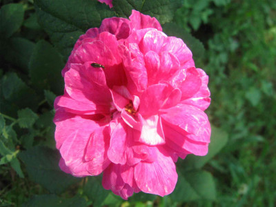 indibluete009.jpg