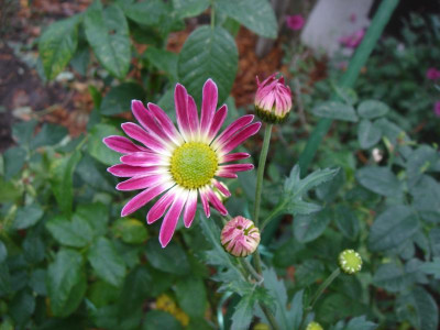 DSC07321.JPG