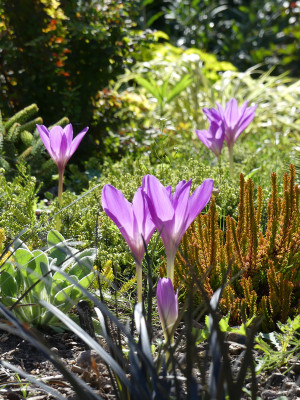 2019-09-06 Colchicum 'Jenny Robinson' 3.jpg