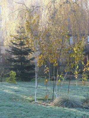 2019-11-10 Birkenhain 4.jpg