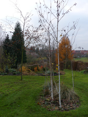 2019-11-23 Birkenhain 4.jpg