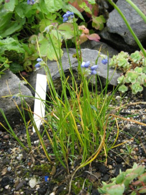 Allium_cyaneum.jpg