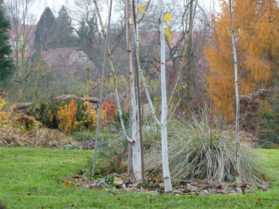 2019-11-23 Birkenhain 5.jpg