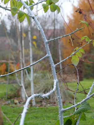 2019-11-23 Rubus biflorus 1.jpg