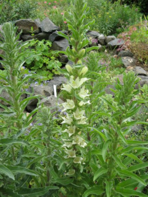 Campanula_thyrsoides.jpg