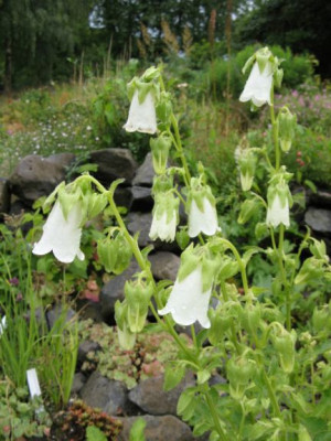 Symphiandra_hofmannii.jpg