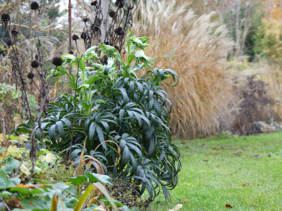 2019-11-23 Helleborus foetidus 3.jpg