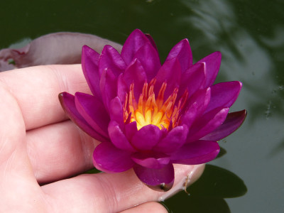2019-08-07 Nymphaea 'Purple Fantasy' 1.jpg