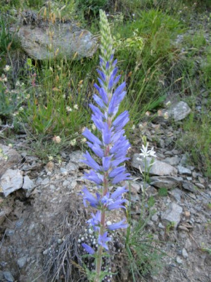 Campanula_xxx.jpg