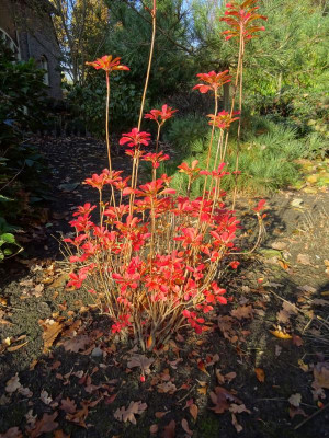 Enkianthus chinensis November 2019.jpg