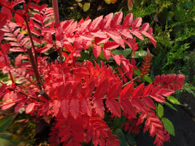 Unbeannte Sorbus Art aus China November 2019.JPG
