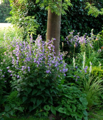 Campanula-trachelium-k.jpg