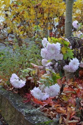 DSC_1695.JPG