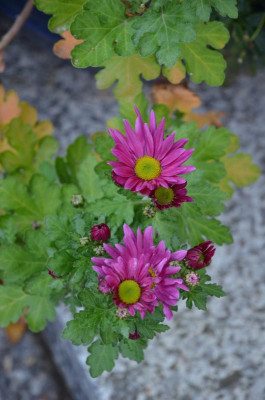 DSC_1700.JPG