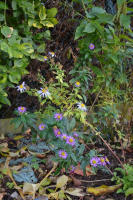DSC_1689.JPG