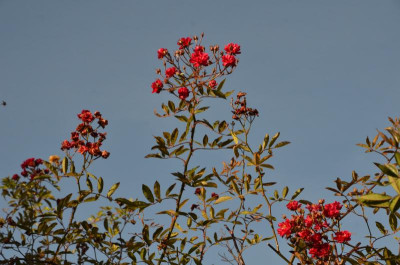 DSC_1707.JPG