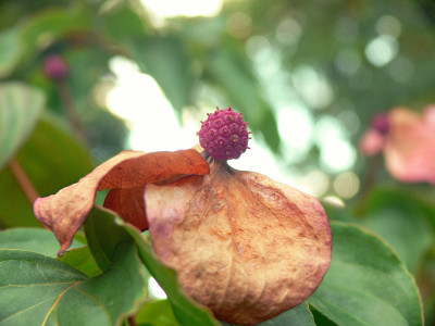 Cornus_kousa_Satomi.jpg