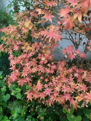 acer_summer_gold4.11.19.jpg
