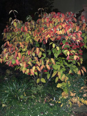 viburnum_setigerum12.11.19.jpg