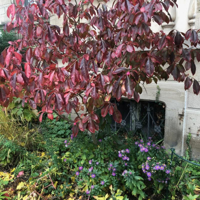 euonymus_crassifolius15.11.19.jpg