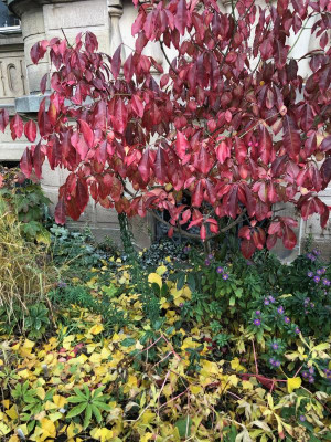 euonymus_crassifolius23.11.19.jpg