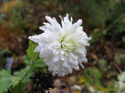 Weiße nebelrose 241119.JPG