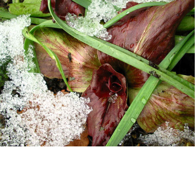 Radicchio_im_Schnee.jpg