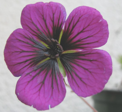 Geranium_Sandrine_01.jpg